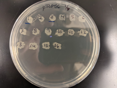 Photograph of an E. coli Patch plate