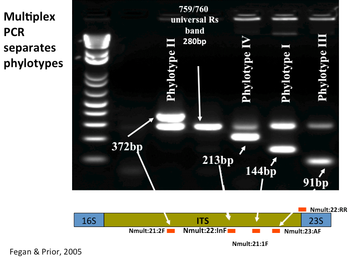 gel image of phylotype pcr results