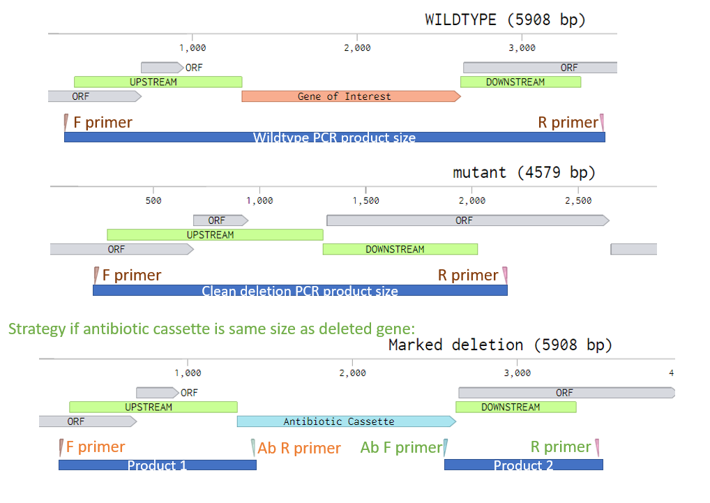 Schematic showing where to place primers for PCR screening knockout mutants