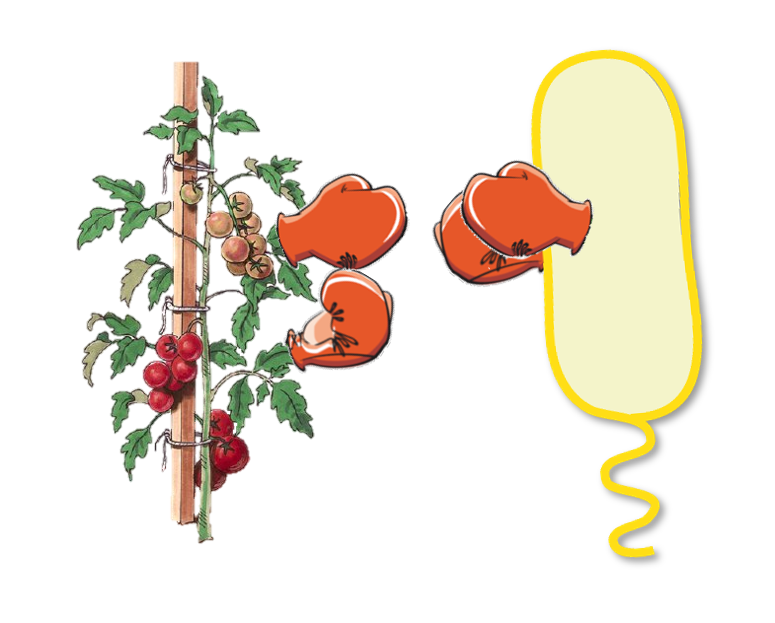 Tomato and bacterium with boxing gloves